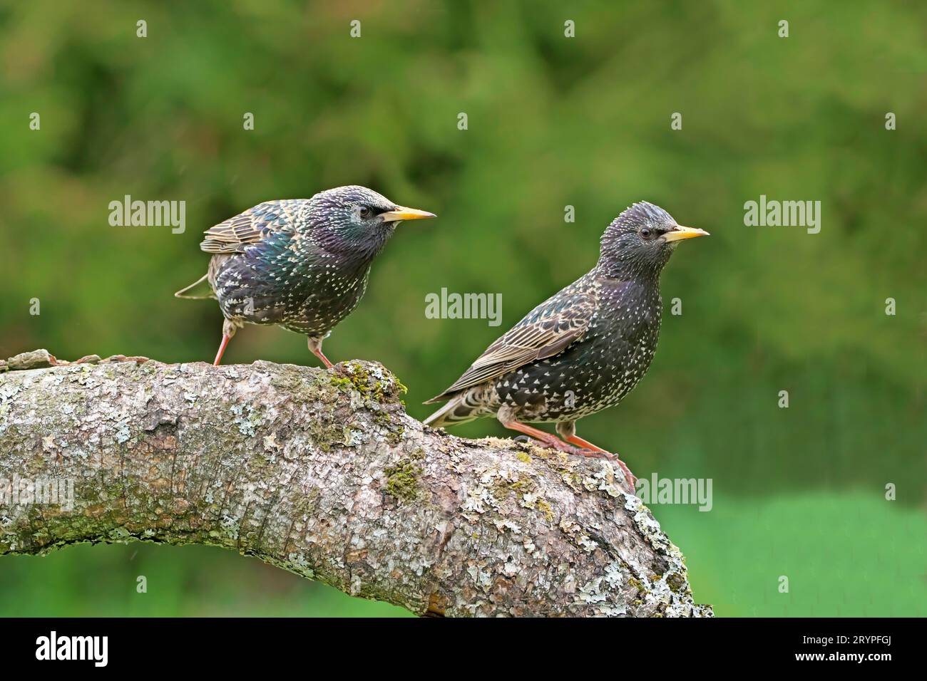 Starling européen (Sturnus vulgaris). Deux adultes (couple ?) sur une branche de bouleau. Allemagne Banque D'Images