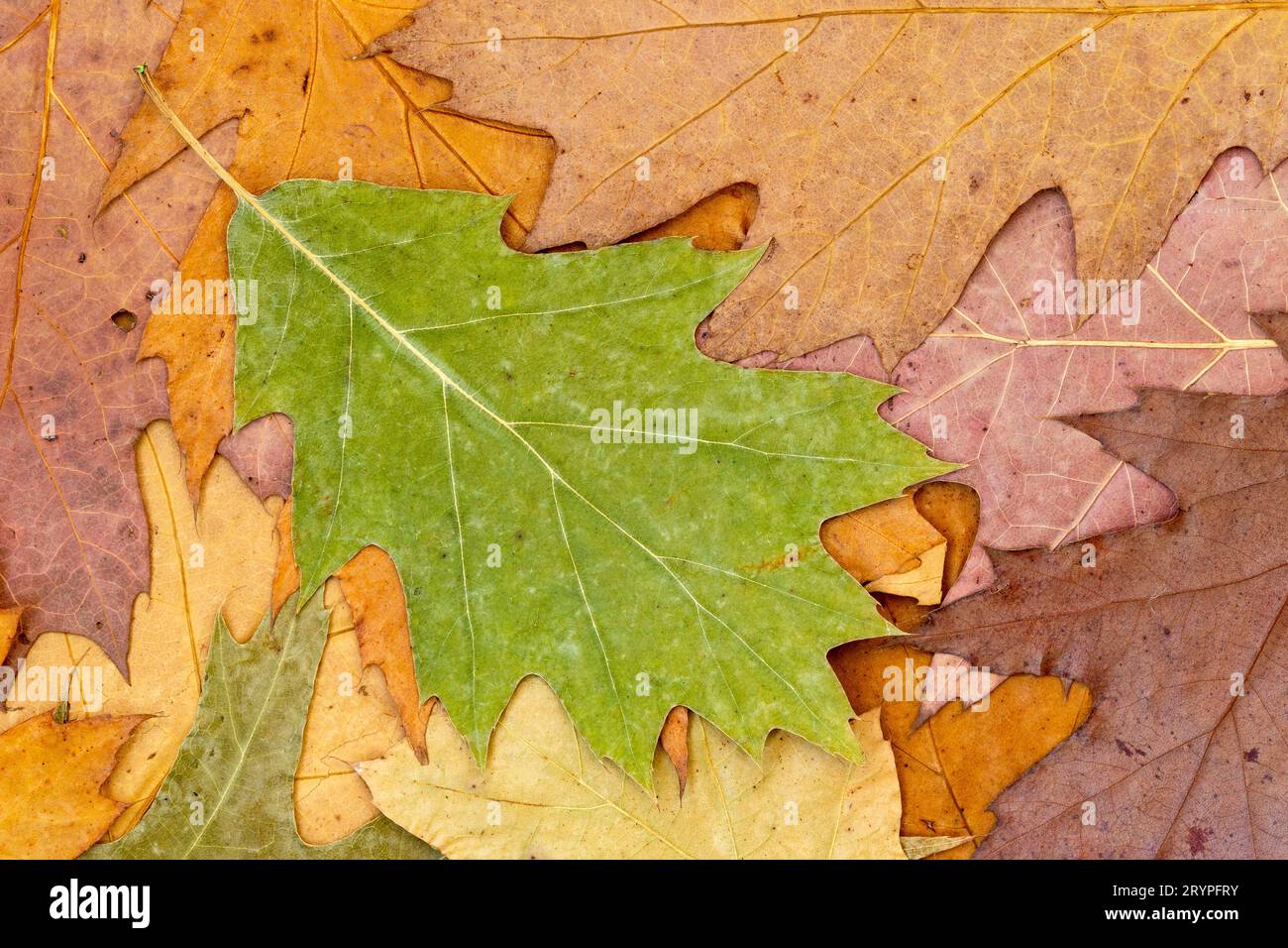 Fond de feuilles d'érable sèches Banque D'Images