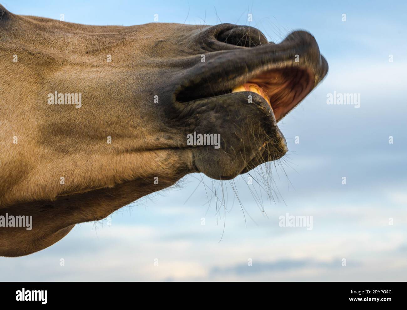 Lèvres de cheval contre le ciel bleu closeup Banque D'Images