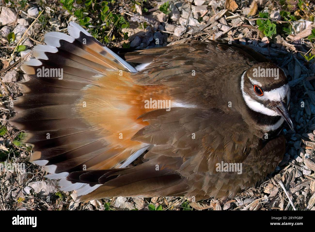 Le chevreuil (Charadrius vociferus) Banque D'Images