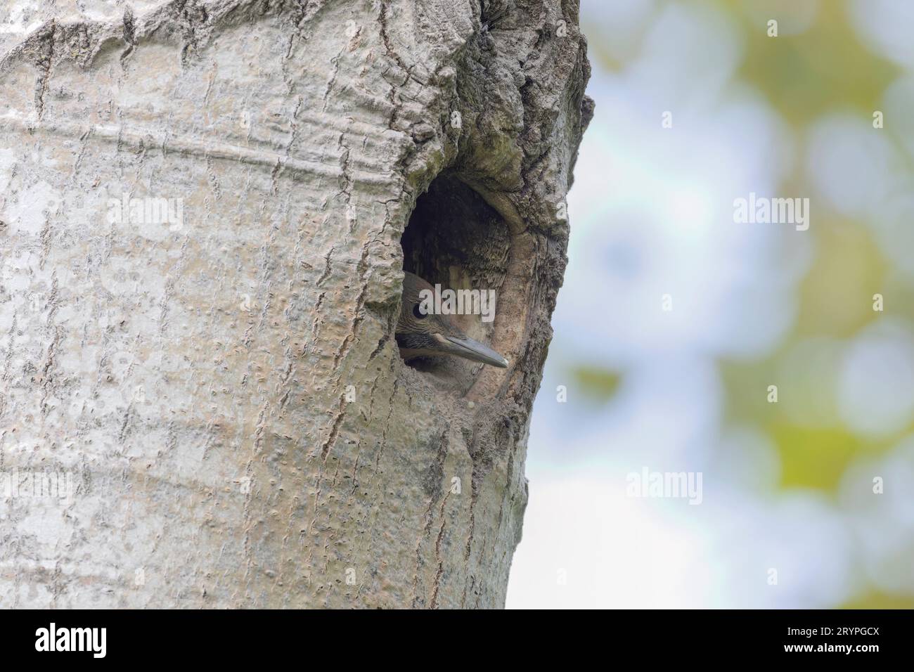 Le scintillement nordique (Colaptes auratus) Banque D'Images Le scintillement nordique (Colaptes auratus) Banque D'Images