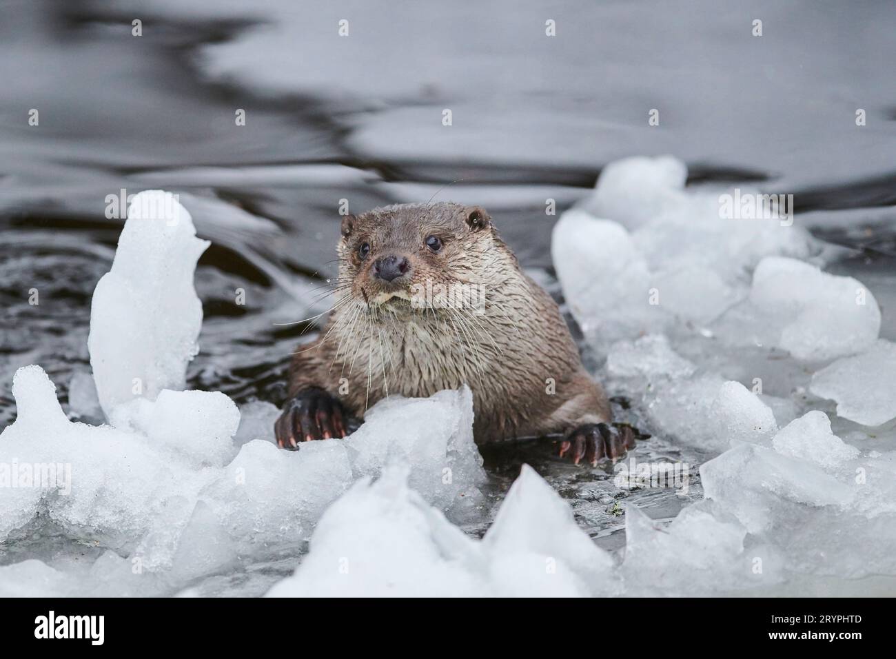 Loutre de rivière européenne (Lutra lutra) dans l'eau glacée. Allemagne Banque D'Images