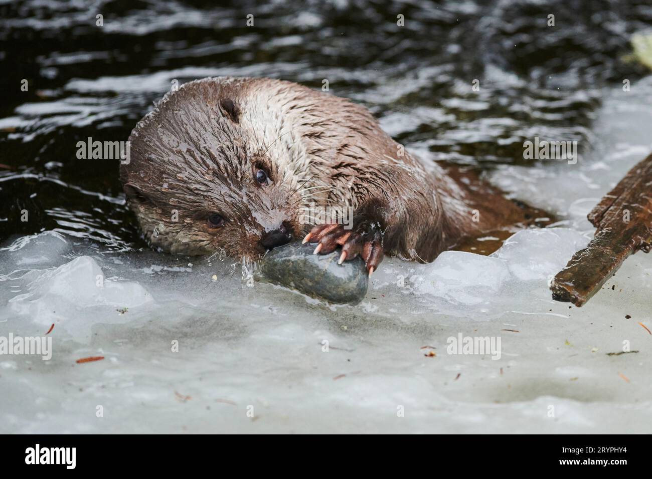 Loutre de rivière européenne (Lutra lutra) jouant dans l'eau glacée avec une pierre. Allemagne Banque D'Images