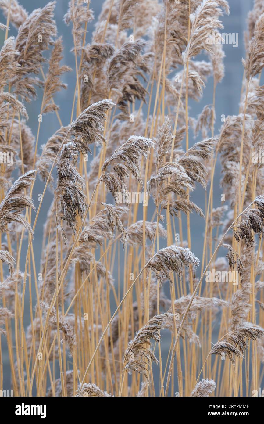 Le gel couvrait les têtes de semis de Phragmites australis, roseau commun, herbe humide au milieu de l'hiver Banque D'Images