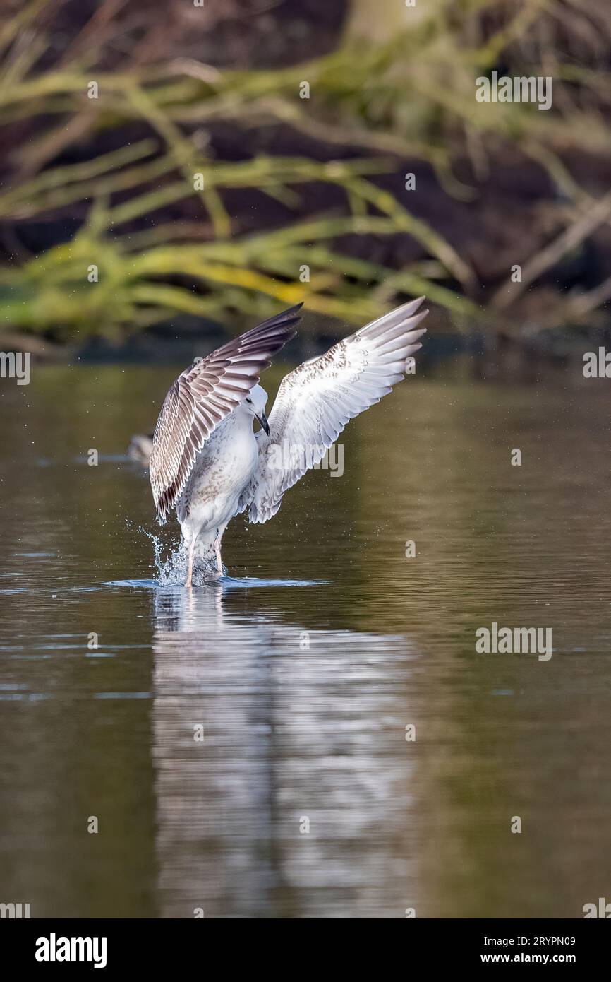 Goéland hareng (Larus argentatus). Jeune décollant de l'eau. Allemagne Banque D'Images