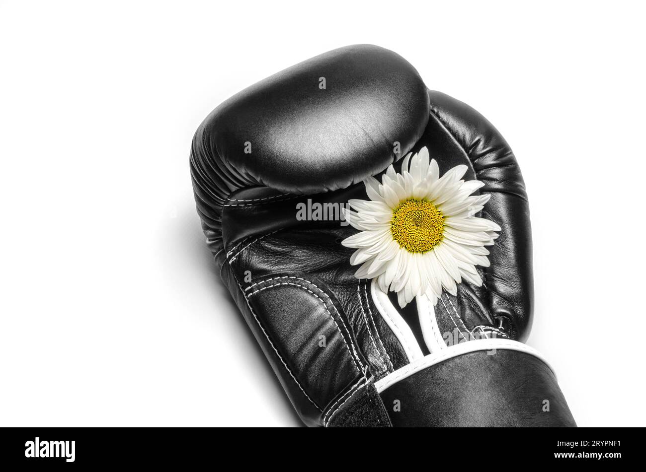 Gant de boxe avec une grande fleur de camomille en gros plan Banque D'Images