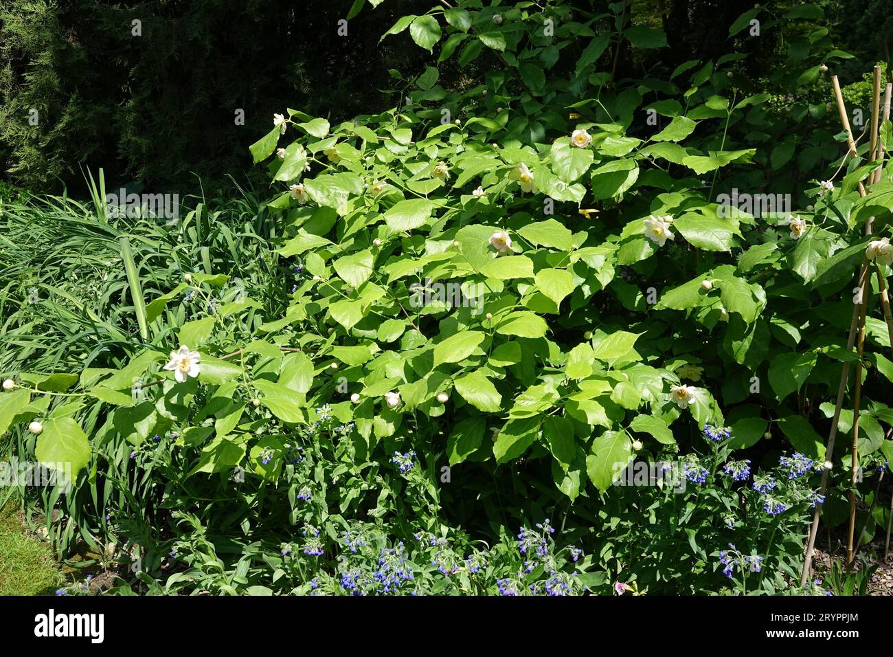 Calycanthus chinensis Syn. Sinocalycanthus, arbuste chinois Banque D'Images