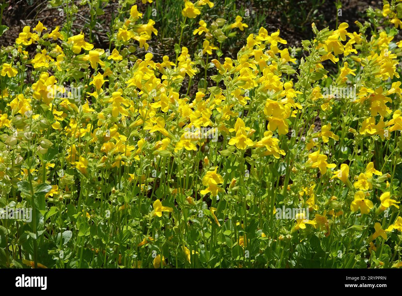 Mimulus tilingii, fleur de singe Banque D'Images