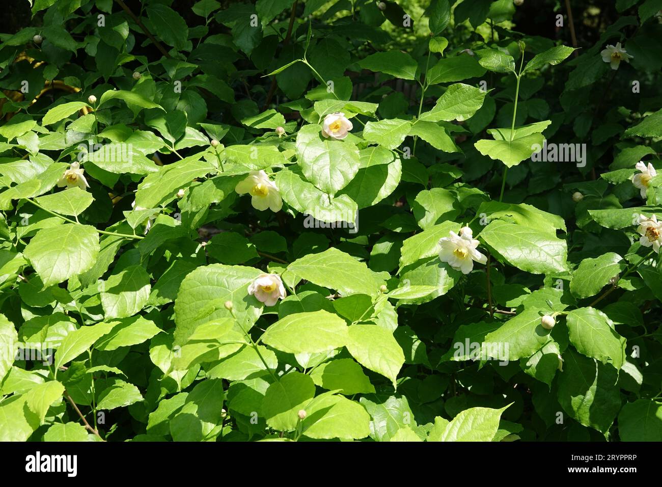 Calycanthus chinensis Syn. Sinocalycanthus, arbuste chinois Banque D'Images