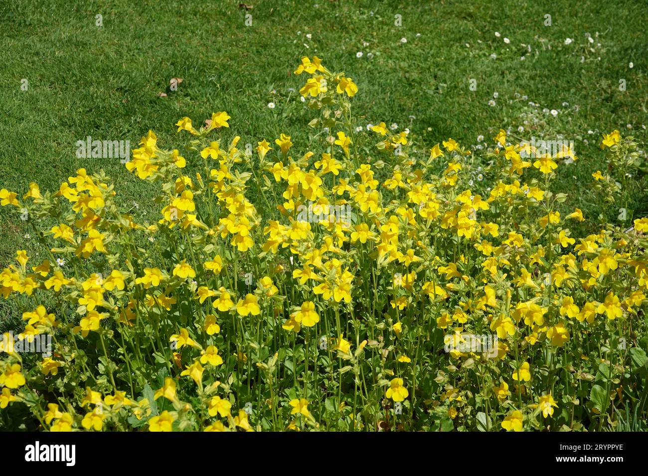 Mimulus tilingii, fleur de singe Banque D'Images