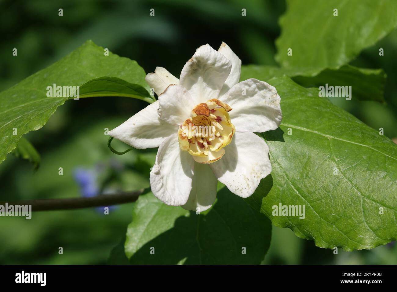 Calycanthus chinensis Syn. Sinocalycanthus, arbuste chinois Banque D'Images