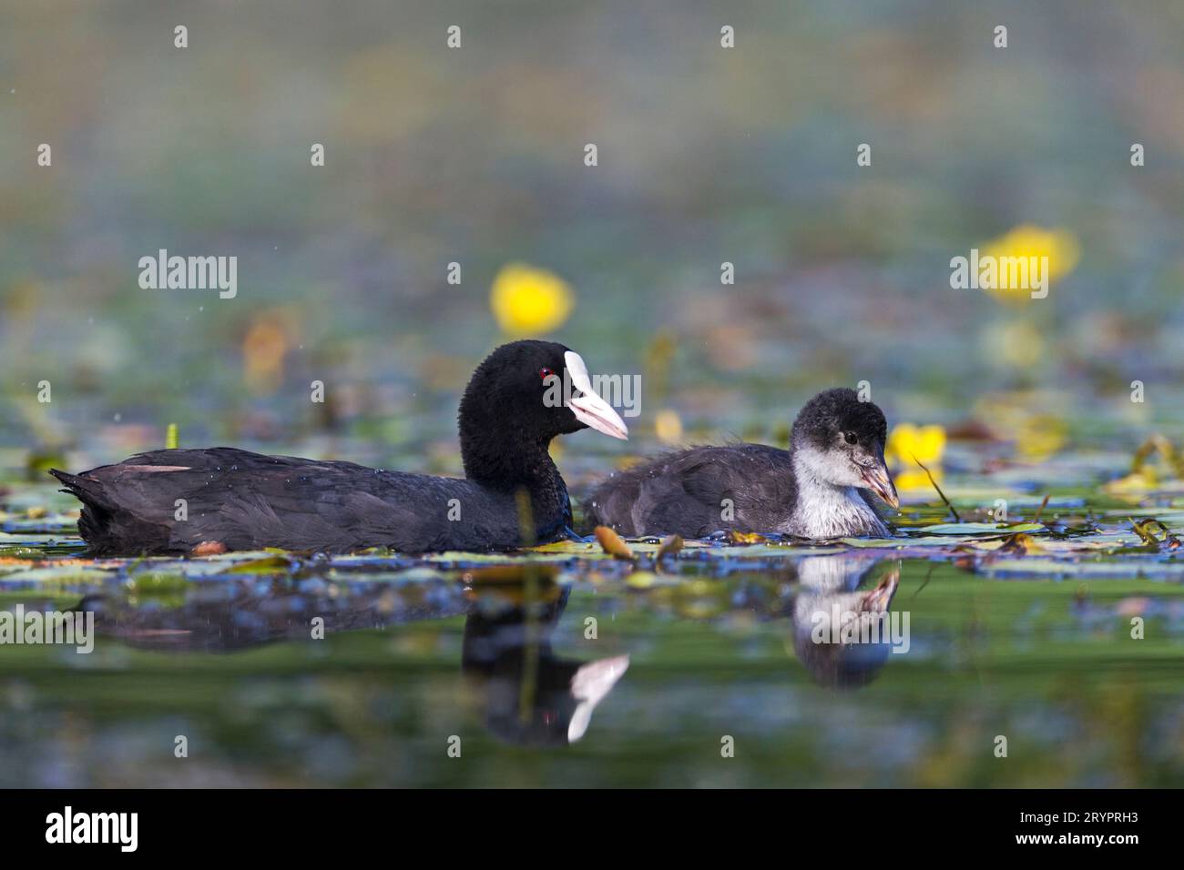 Cocotte eurasienne (Fulica atra). Parent et poussin nageant dans un étang. Banque D'Images