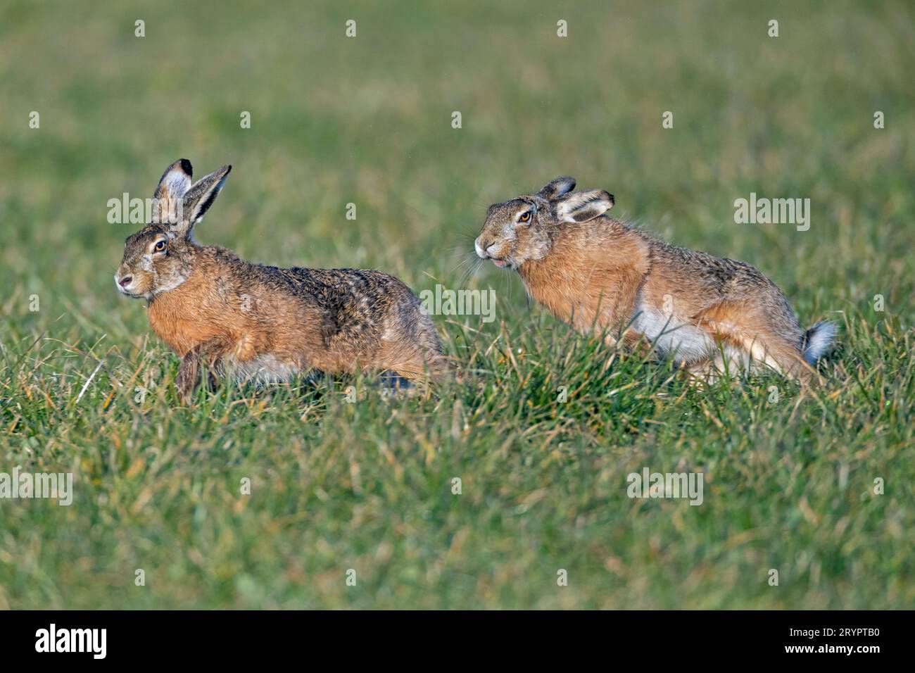 Lièvre d'Europe (Lepus europaeus). Deux mâles se chassant l'un l'autre pendant la saison de reproduction au printemps. Allemagne Banque D'Images