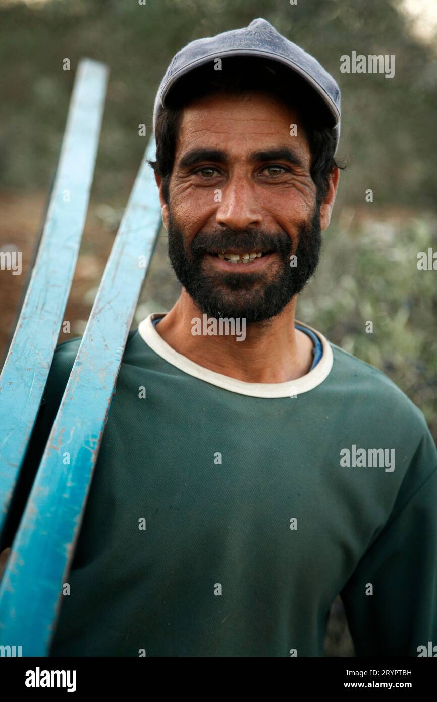 Homme travaillant la récolte d'olives en Jordanie Banque D'Images