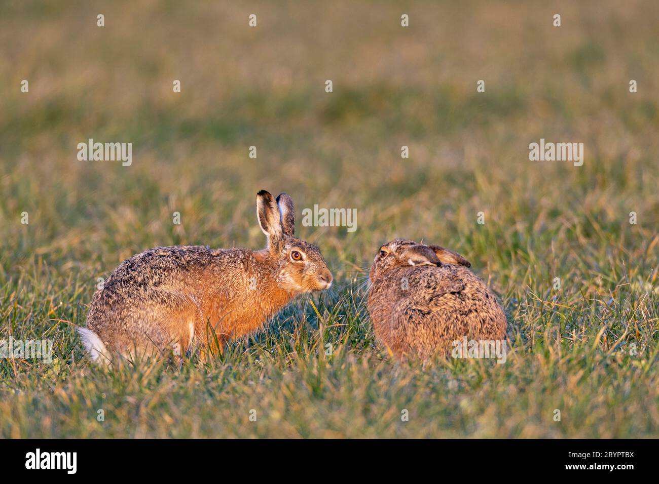 Lièvre d'Europe (Lepus europaeus). Un mâle (à gauche) s'approche prudemment d'une femelle. Allemagne Banque D'Images