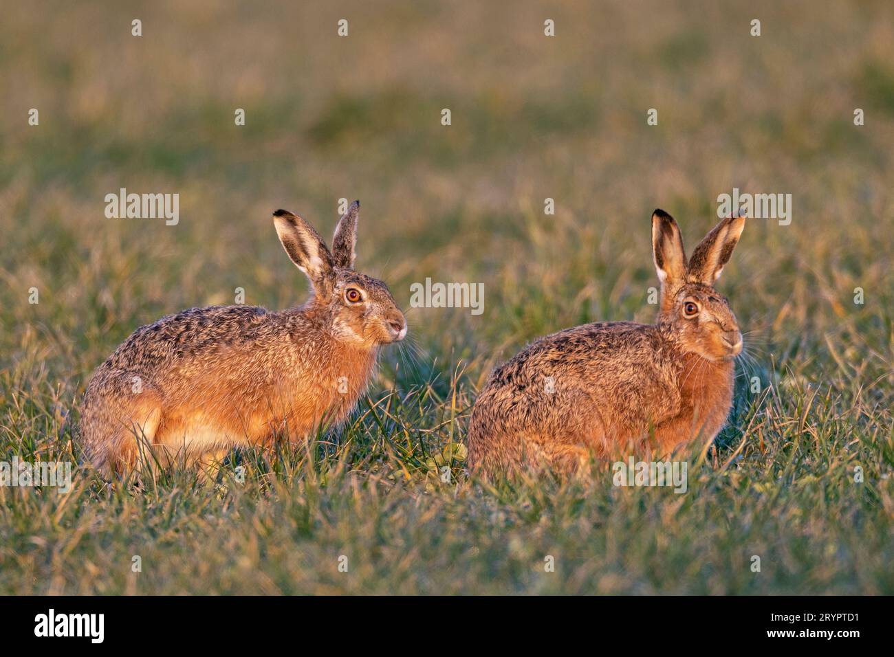 Lièvre d'Europe (Lepus europaeus). Un mâle (à gauche) s'approche prudemment d'une femelle. Allemagne Banque D'Images