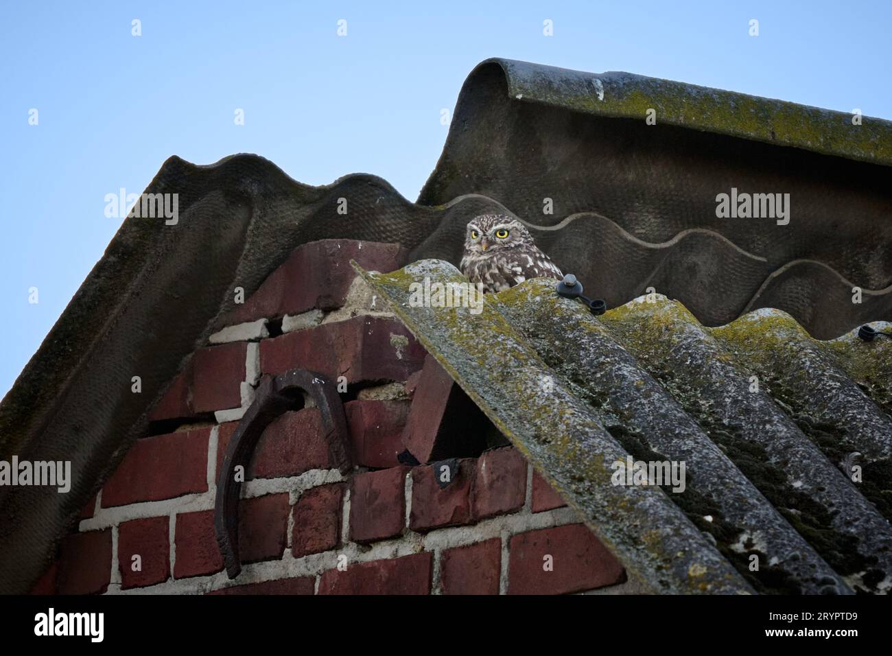 Petit hibou (Athene noctua) également connu comme le hibou d'Athéna ou hibou de Minerve sur un toit, Heinsberg, Rhénanie du Nord-Westphalie, Allemagne Banque D'Images