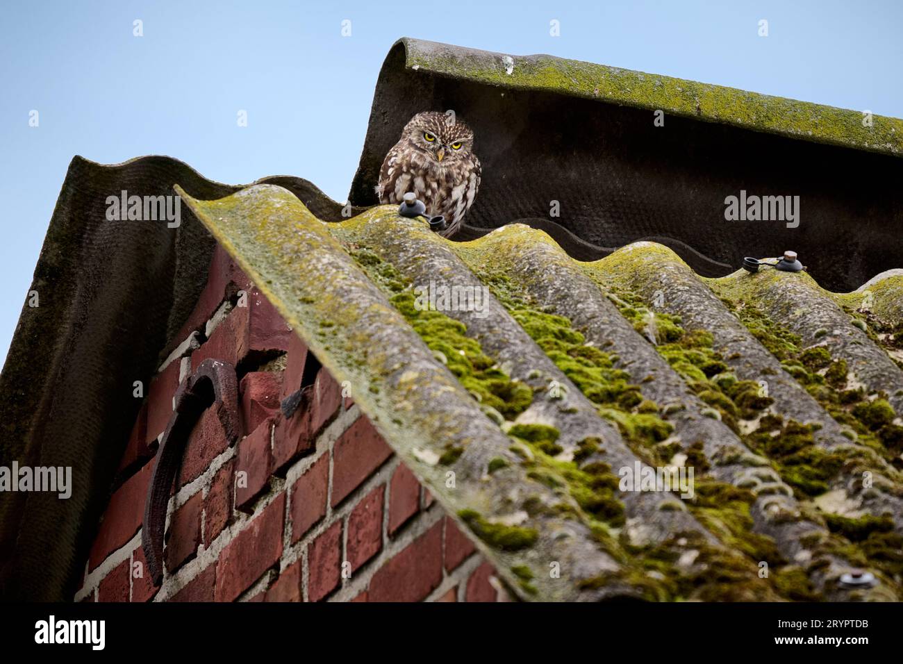 Petit hibou (Athene noctua) également connu comme le hibou d'Athéna ou hibou de Minerve sur un toit, Heinsberg, Rhénanie du Nord-Westphalie, Allemagne Banque D'Images
