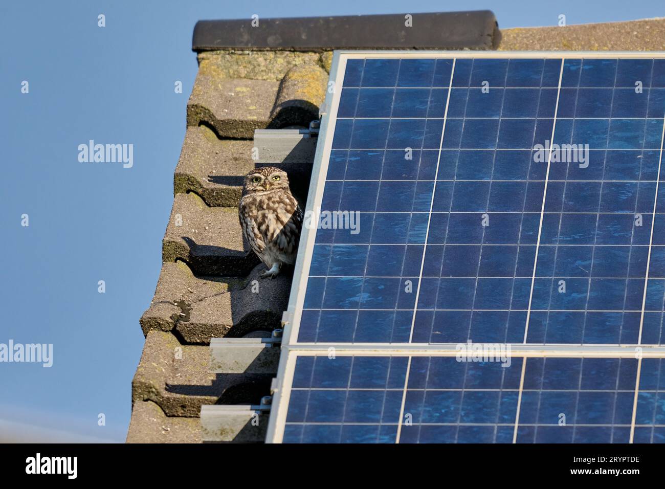 Petit hibou (Athene noctua) également connu sous le nom de hibou d'Athéna ou hibou de Minerve sur un toit sous un système photovoltaïque, Heinsberg, Rhénanie du Nord-Westphali Banque D'Images