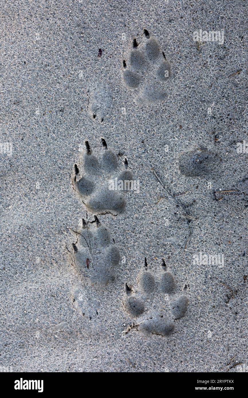 Loup européen (Canis lupus). Empreintes de pas dans le sable. Danemark Banque D'Images