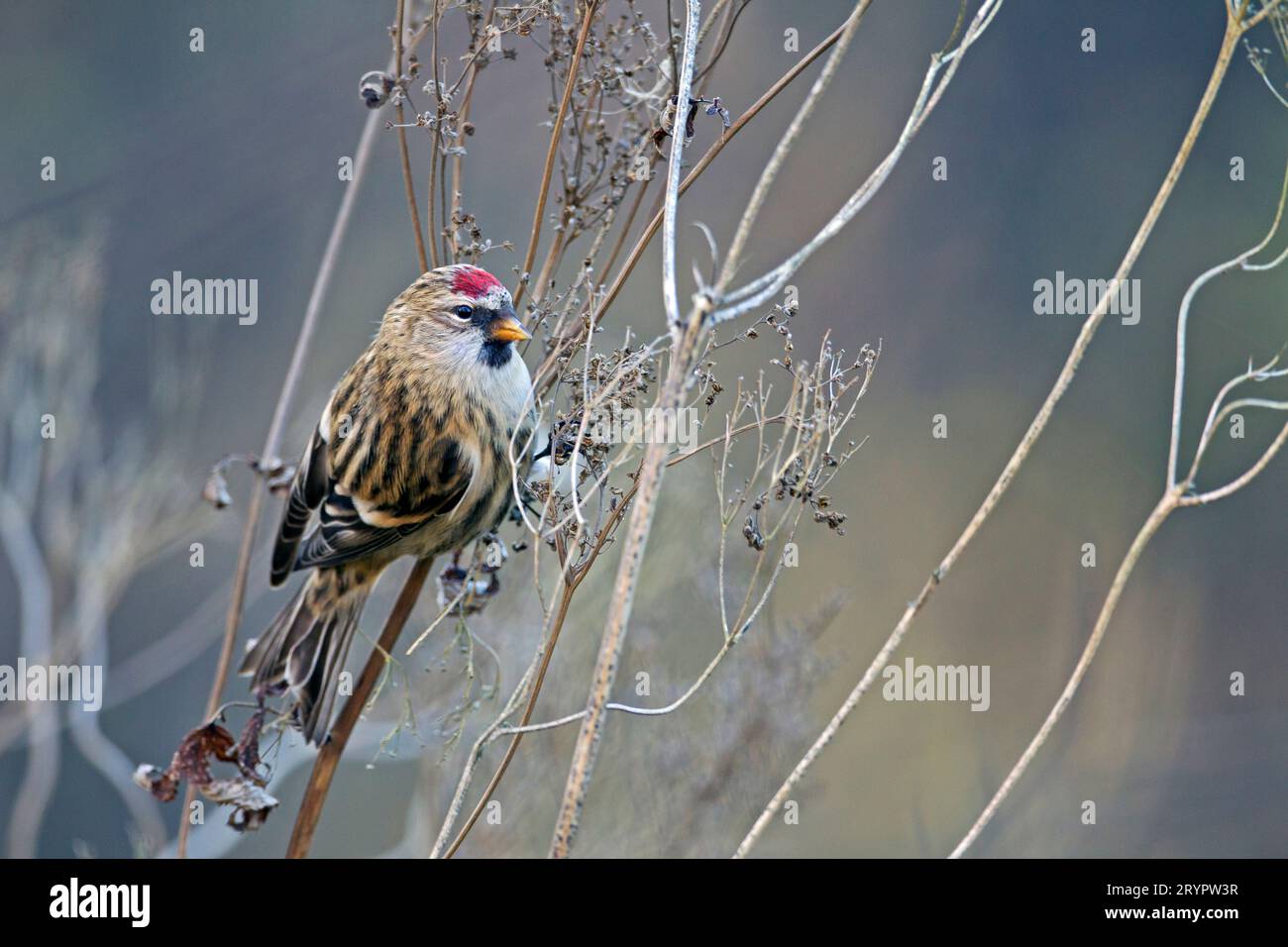 Redpoll commun (Carduelis flammea) . Femelle perchée dans une plante sèche. Suède Banque D'Images