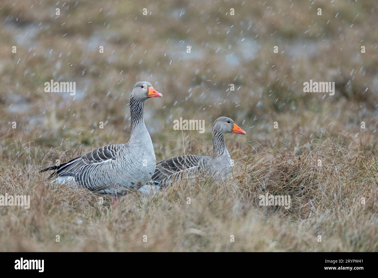 Poule graylag, poule graylag (Anser anser). Couple pendant une averse de neige sur la côte de la mer du Nord. Allemagne Banque D'Images