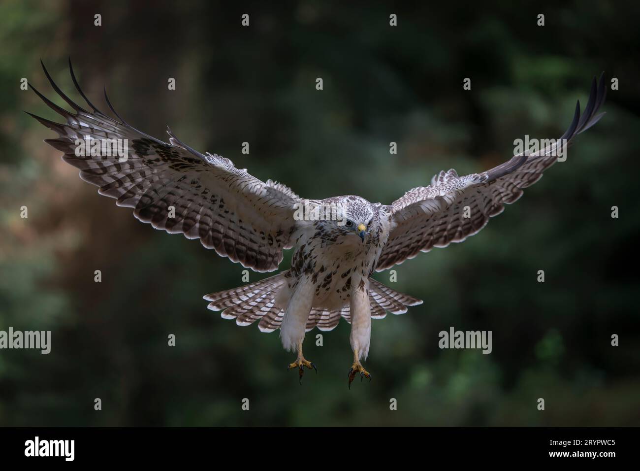 Buzzard commun (Buteo buteo) en vol dans une forêt du Brabant Noord aux pays-Bas. Ailes déployées. Vue avant. Banque D'Images