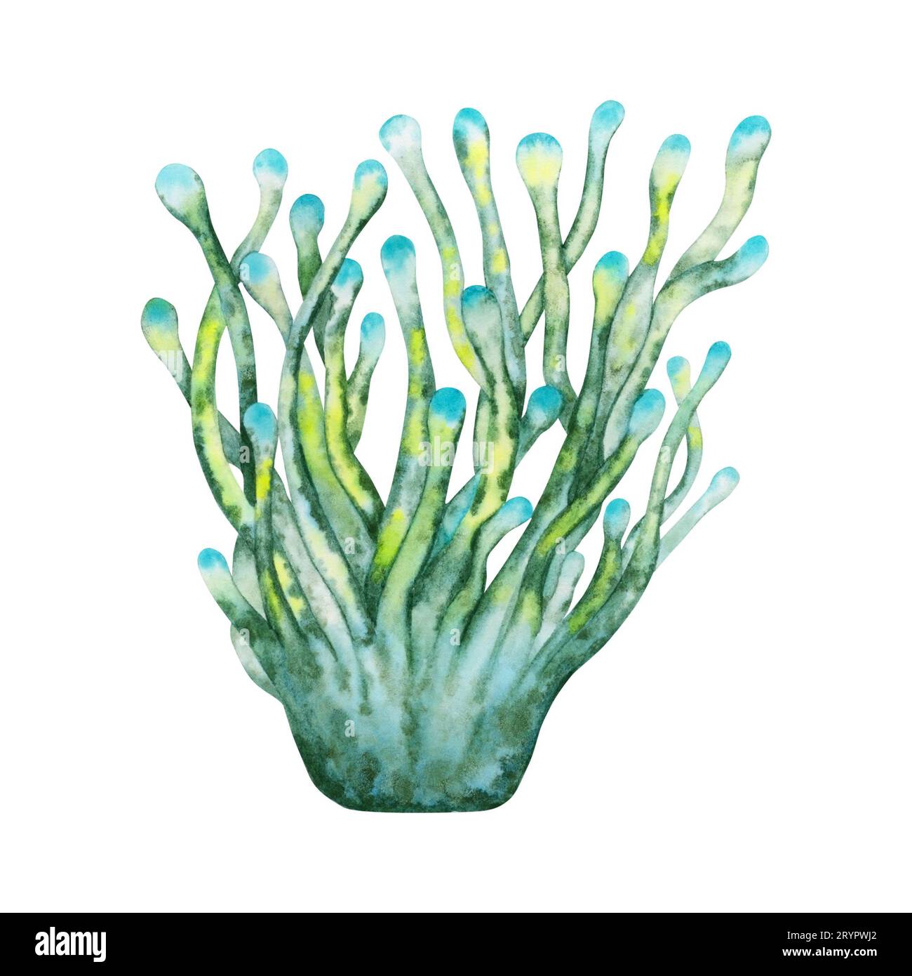 Illustration à l'aquarelle d'une plante sous-marine anémone. Illustration dessinée à la main isolée sur fond blanc. Fait partie de la collection de récifs coralliens. Banque D'Images
