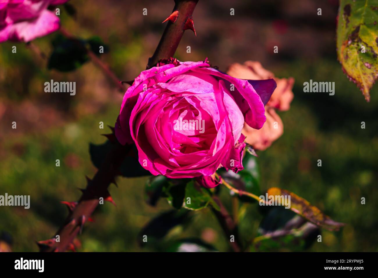 Rose simple sur la tige avec un fond bokeh vert. Prise dans le jardin botanique Alexandra Borza à Cluj-Napoca, Roumanie Banque D'Images