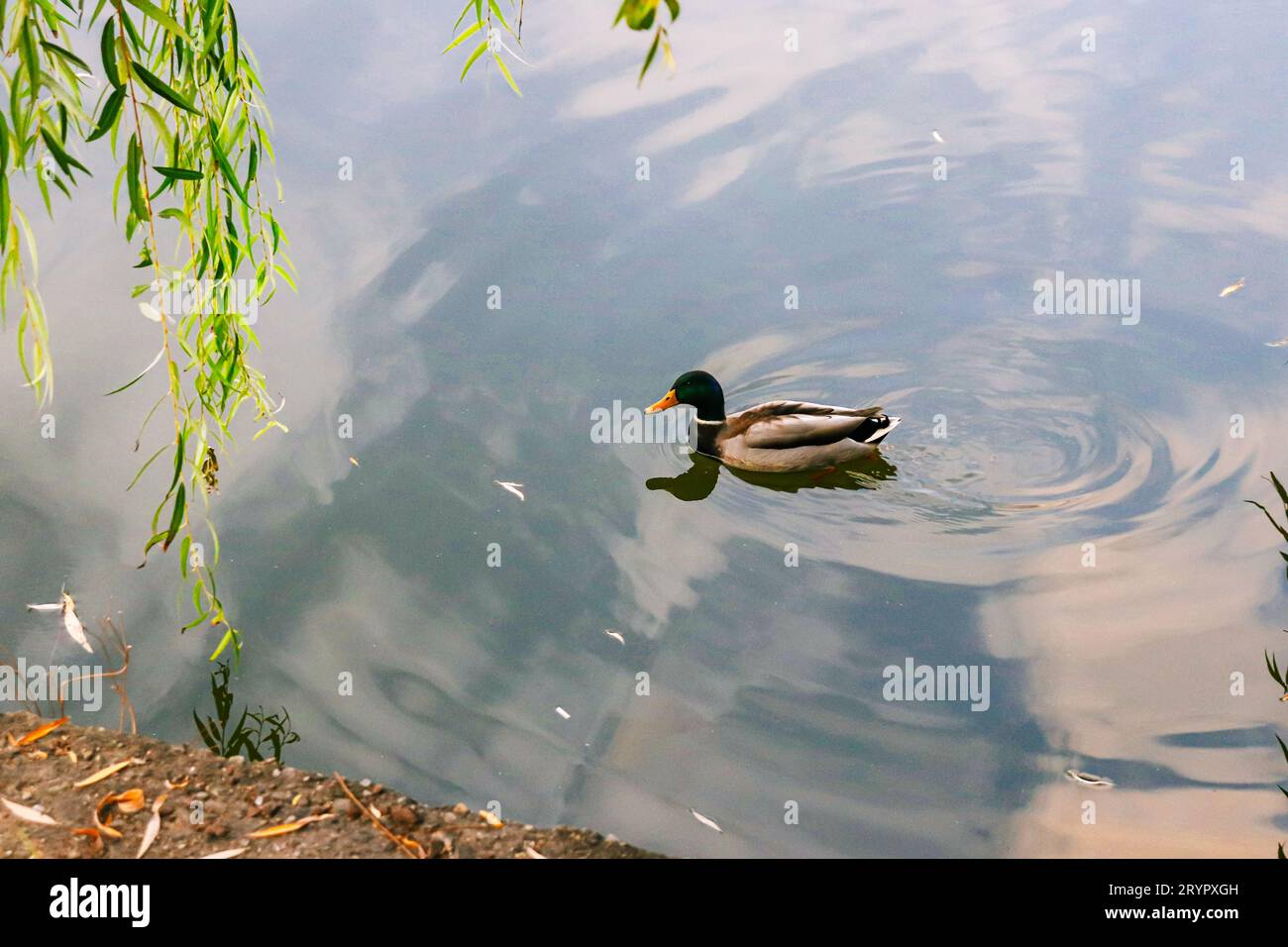Un seul canard nageant dans le lac dans le parc Iulius, Cluj-Napoca, Roumanie Banque D'Images