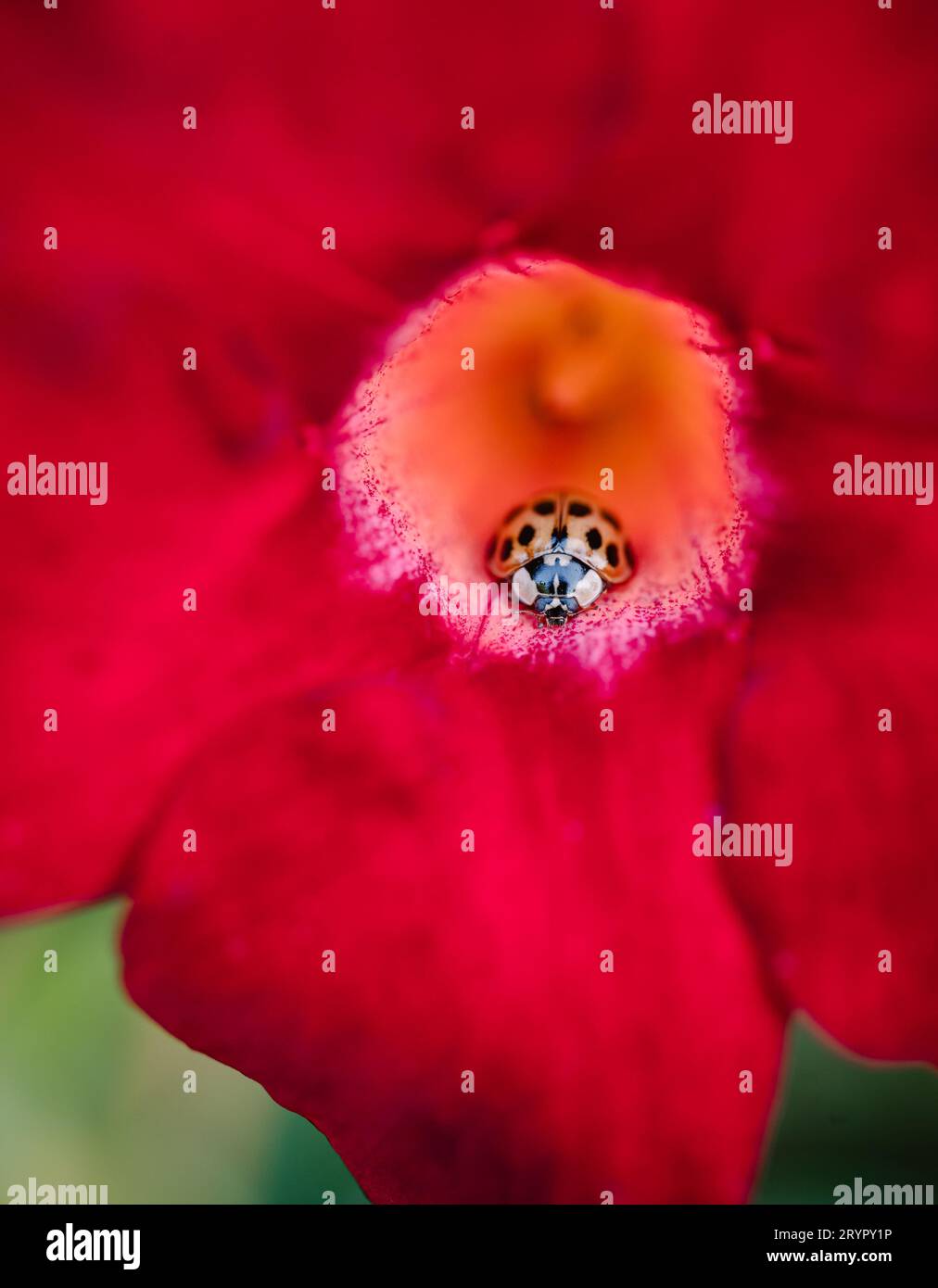 Gros plan d'une coccinelle asiatique (arlequin) à l'intérieur d'une fleur rouge. Banque D'Images