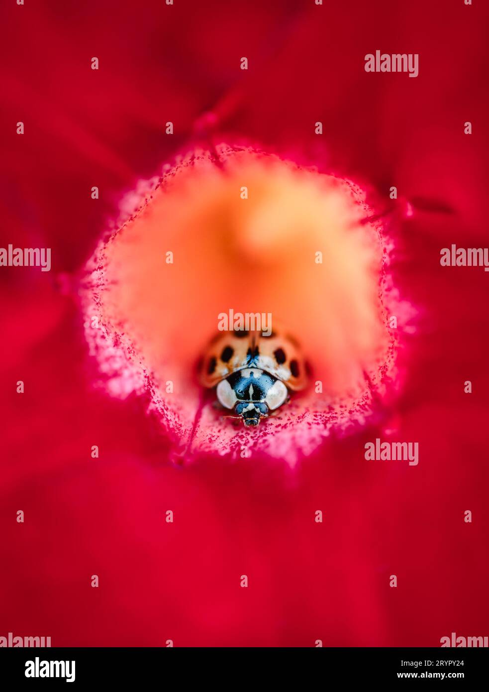Gros plan d'une coccinelle asiatique (arlequin) à l'intérieur d'une fleur rouge. Banque D'Images