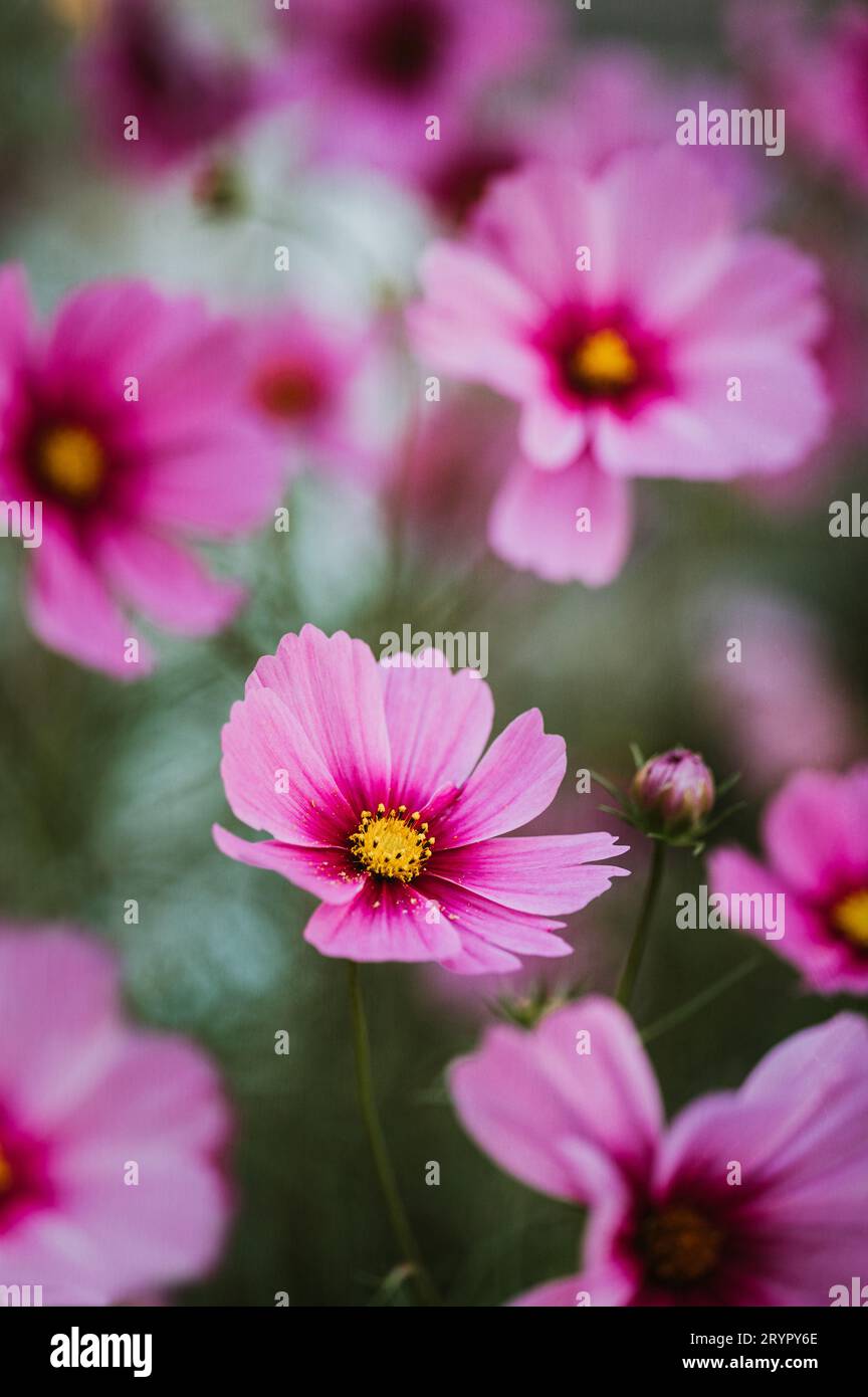 Gros plan de fleurs roses cosmos sur fond vert de jardin. Banque D'Images