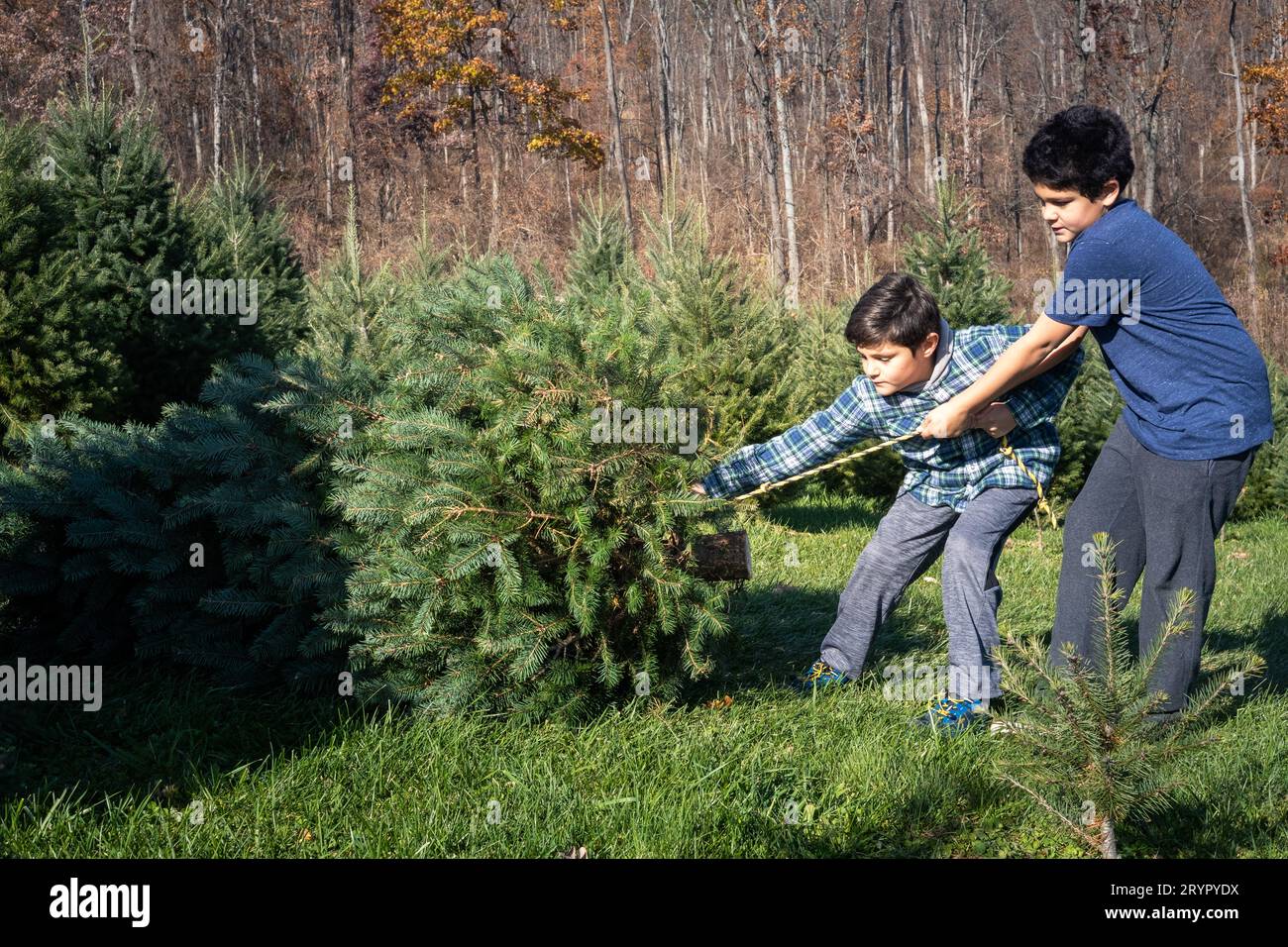 Les garçons tirent l'arbre fraîchement coupé dans l'aire de stationnement des arbres de noël. Banque D'Images
