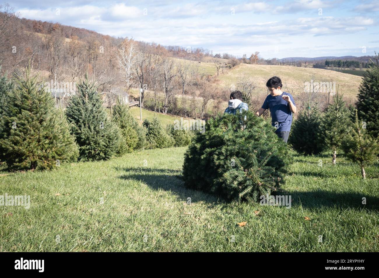 Les garçons tirent un arbre fraîchement coupé dans une ferme d'arbres de noël. Banque D'Images