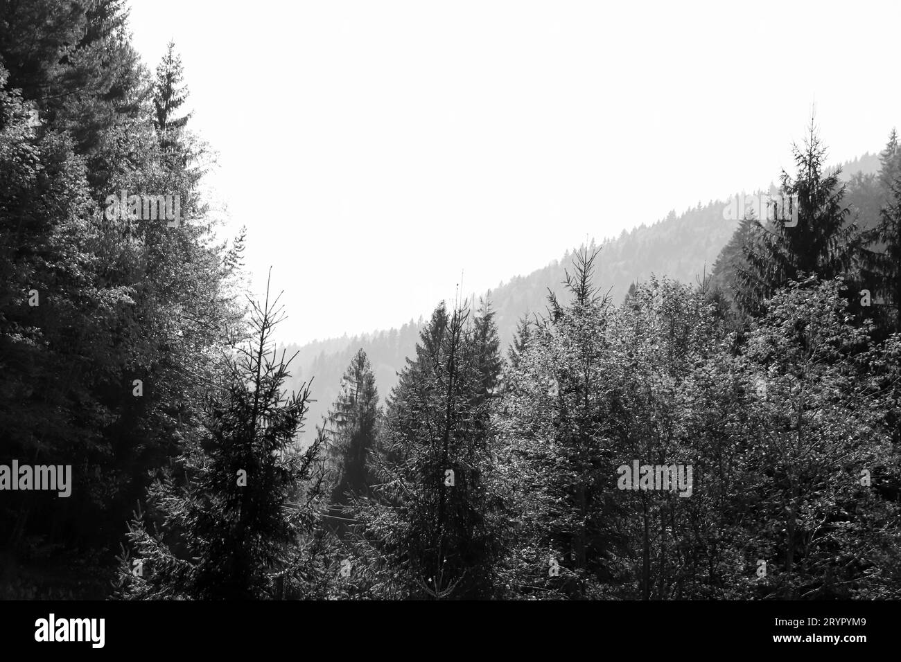 Fond noir et blanc arbres d'automne vue sur les montagnes pendant une journée ensoleillée de ciel Banque D'Images Fond noir et blanc arbres d'automne vue sur les montagnes pendant une journée ensoleillée de ciel Banque D'Images