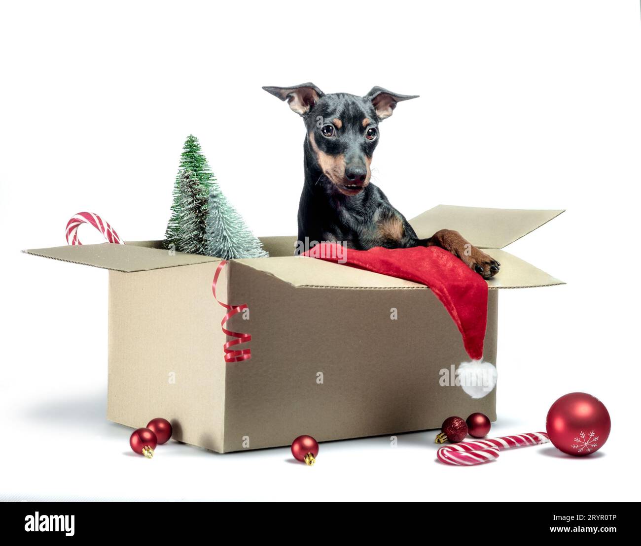 Chiot Pinscher miniature assis dans une boîte avec décor de Noël Banque D'Images