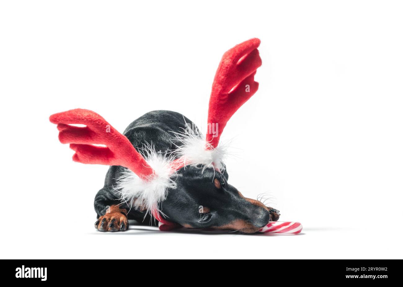 Chiot Pinscher miniature avec cornes décoratives de cerf de Noël rouge et bonbons Banque D'Images