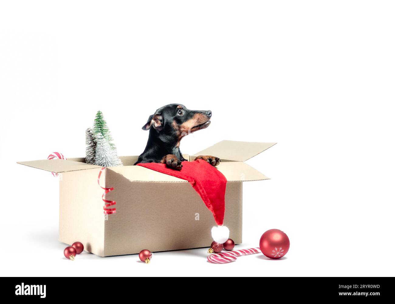 Chiot Pinscher miniature assis dans une boîte avec décor de Noël Banque D'Images