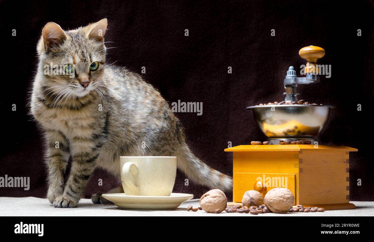 Chaton de couleur tabby sur la table avec un moulin à café une tasse de grains et de noix Banque D'Images