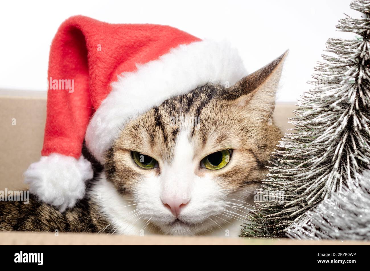 Portrait d'un chat gris dans un chapeau de Noël rouge en gros plan Banque D'Images