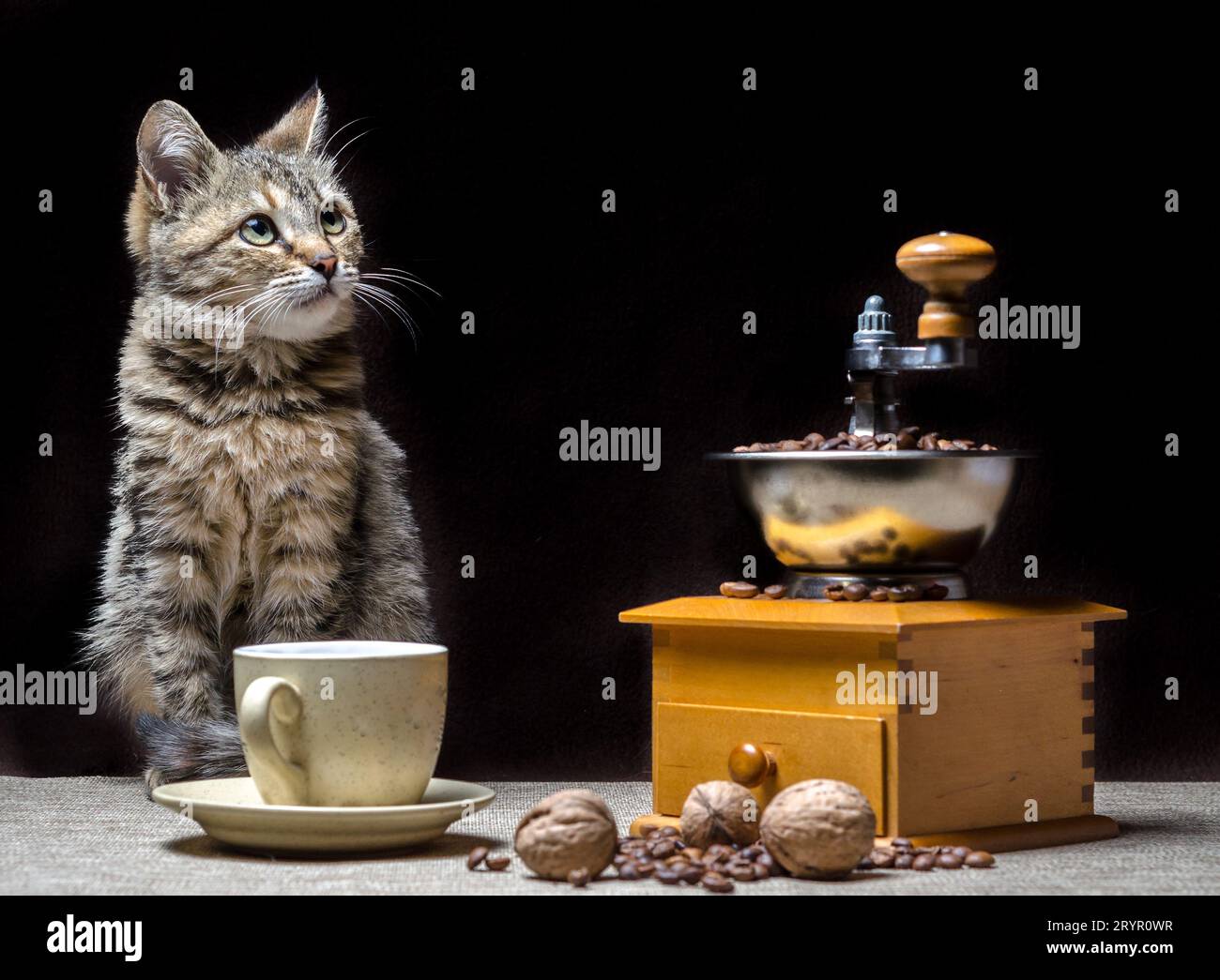 Chaton de couleur tabby sur la table avec un moulin à café une tasse de grains et de noix Banque D'Images