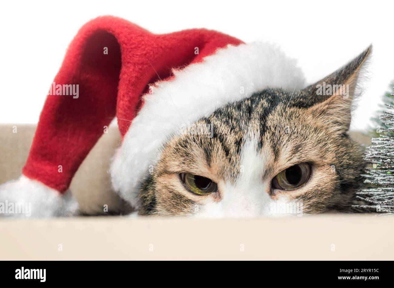 Chat en colère dans une casquette rouge de Noël se cache Banque D'Images