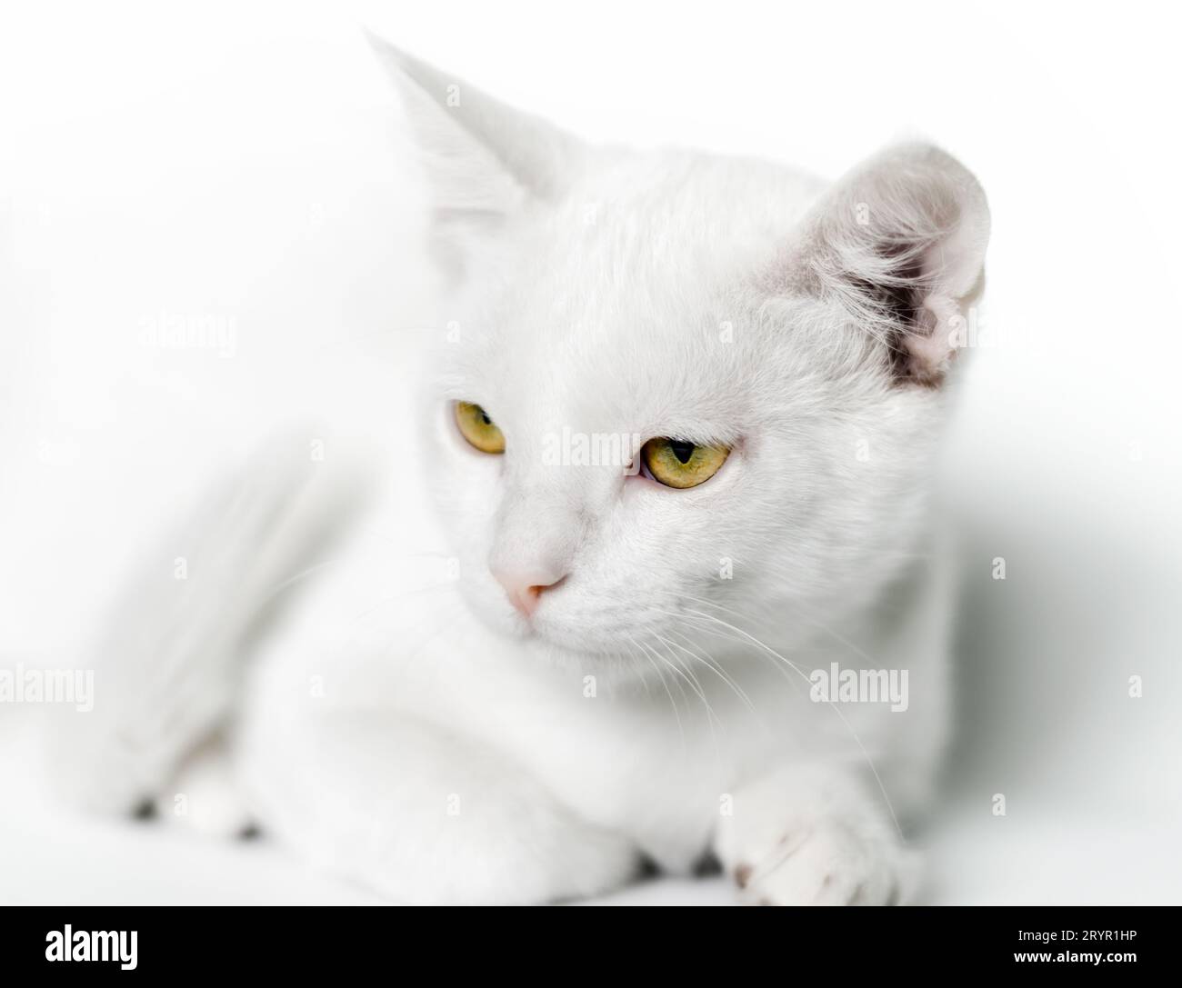 Portrait d'un chat blanc avec les yeux jaunes en gros plan sur un fond clair Banque D'Images