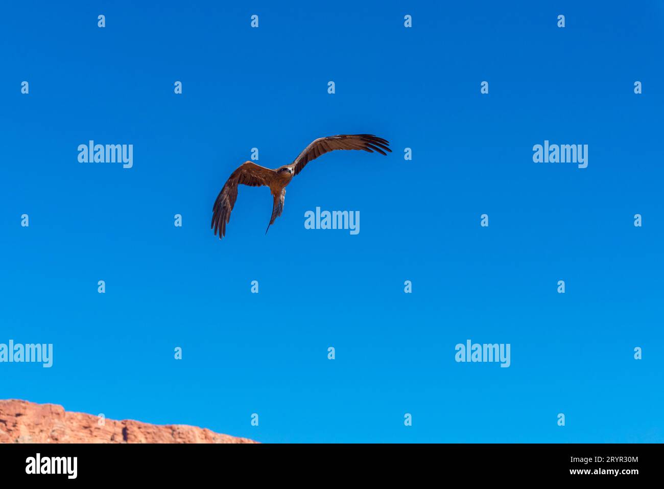 Un cerf-volant australien Whistling (Haliastur sphenurus) en plein vol au Alice Springs Desert Park. C'est une charogne qui mange un oiseau sec des terres Banque D'Images