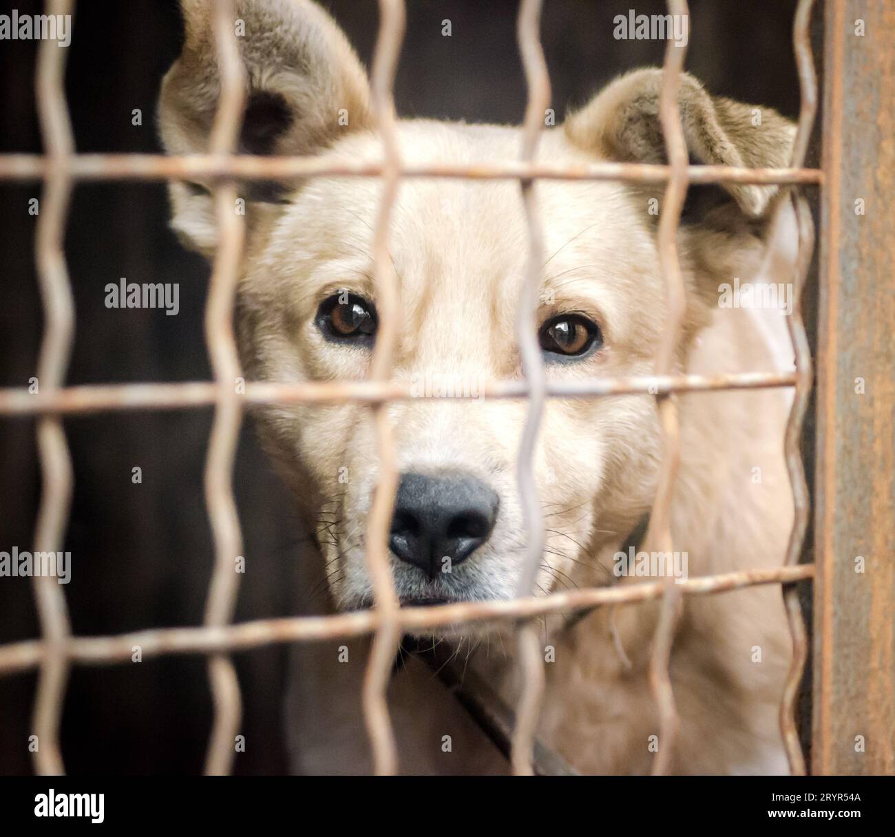 Chiot de race pure derrière les barreaux dans un abri Banque D'Images
