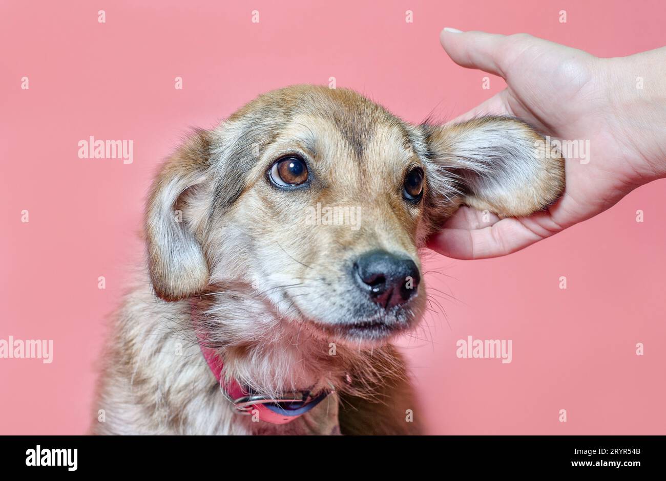 La main femelle gratte l'oreille d'un chiot consanguinaire Banque D'Images