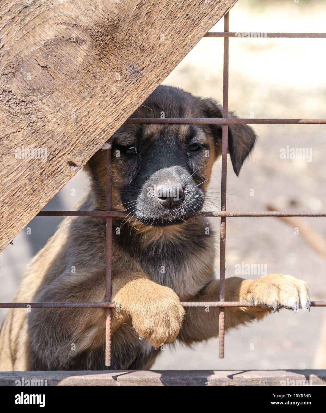 Chiot de race pure derrière les barreaux dans un abri Banque D'Images