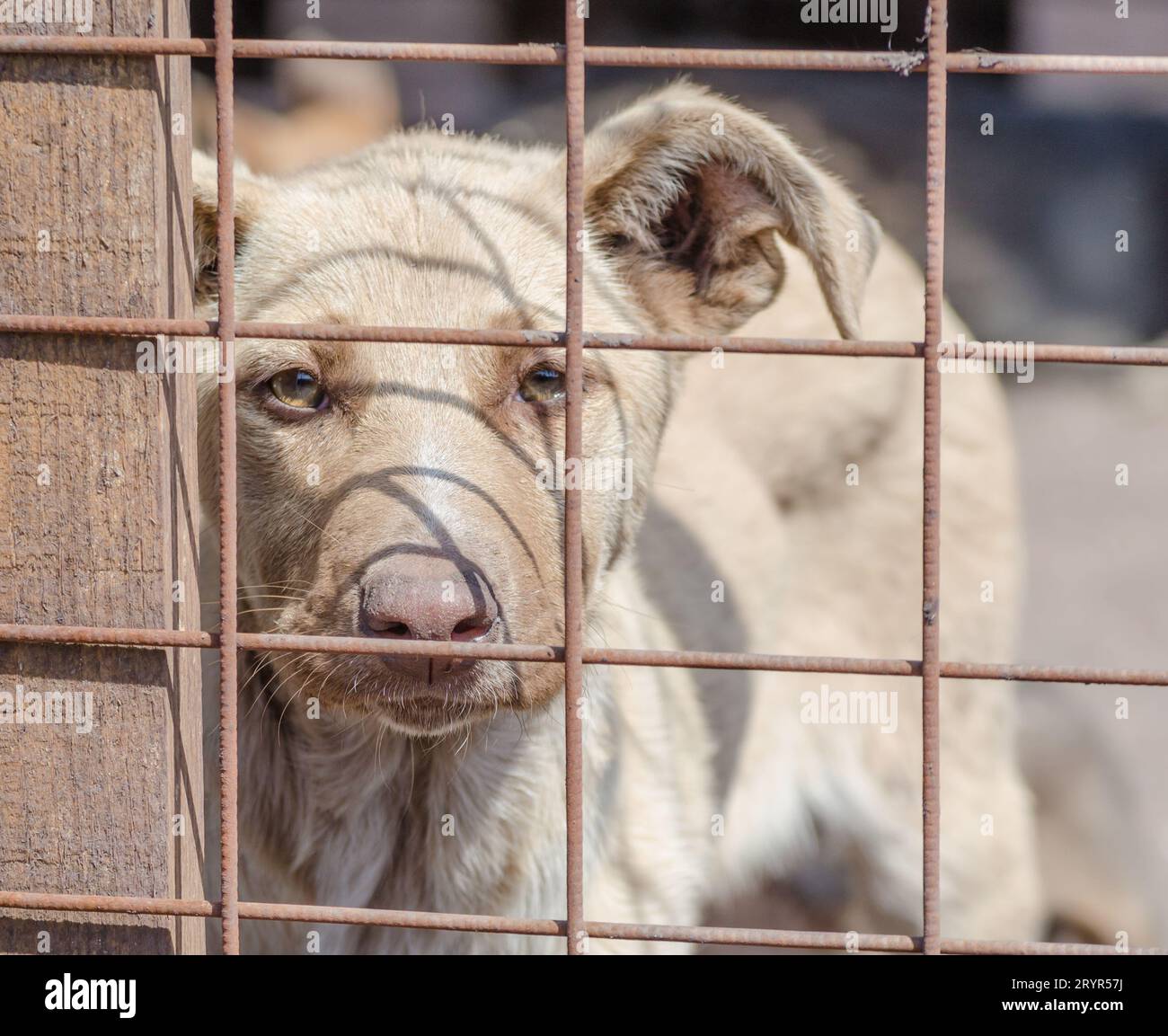 Chiot de race pure derrière les barreaux dans un abri Banque D'Images
