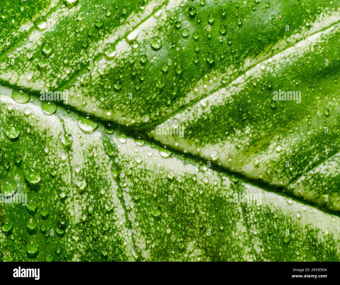 feuille verte d'une plante avec des gouttes de rosée en détail macro Banque D'Images